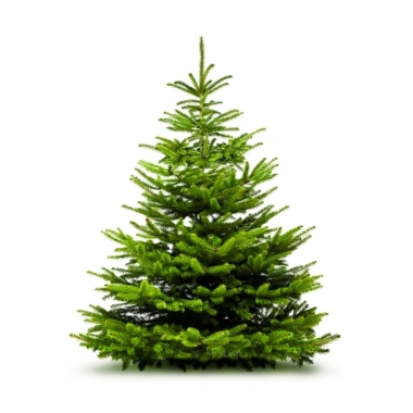 6ft Christmas Trees
