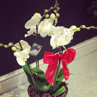 White Phalaenopsis Orchid